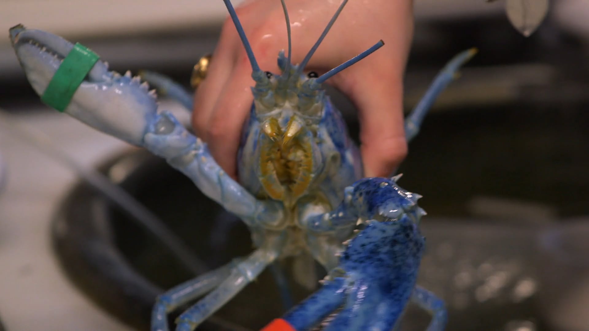 Blue Lobster SAE