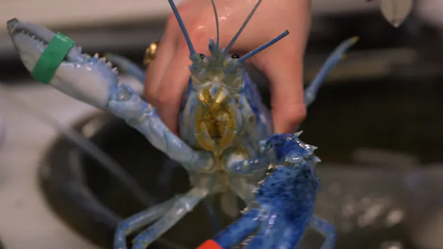 Blue Lobster SAE