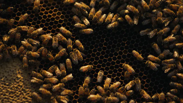 Turning One Hive Into a Beekeeping Op...