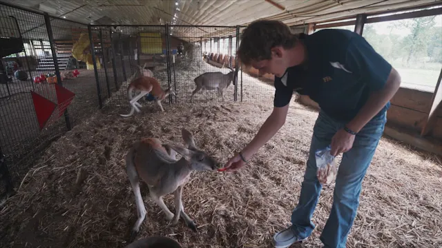 Exotic Animals | SAE