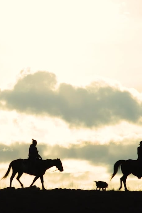 Help for Wild Horses