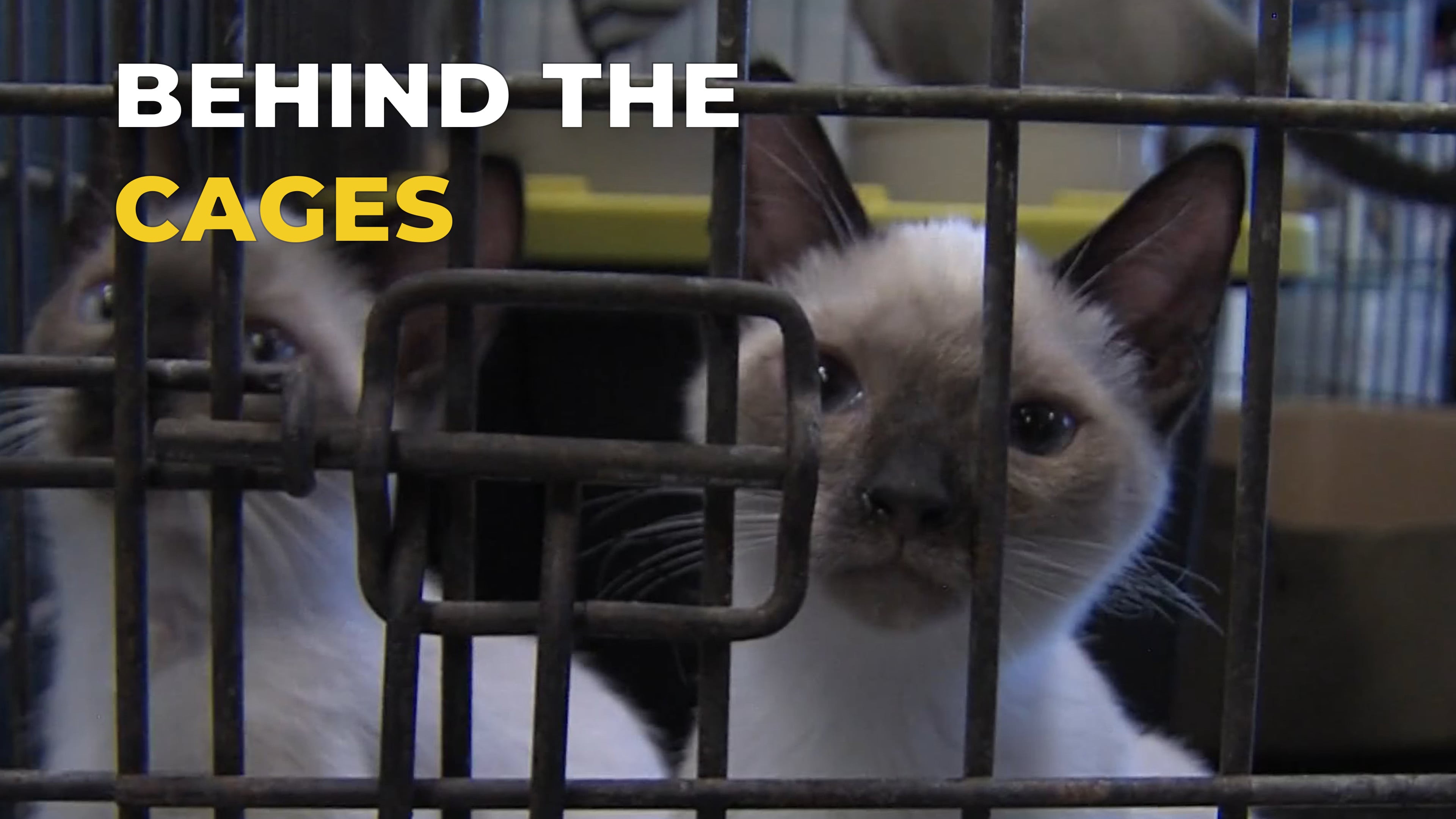Caring for Every Kind of Pet | SAE