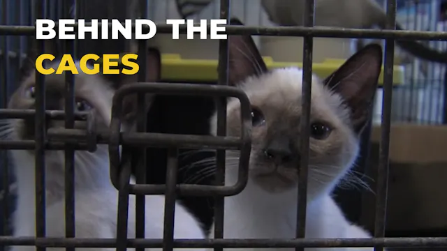 Caring for Every Kind of Pet | SAE