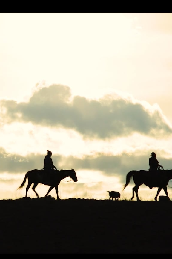 Help for Wild Horses
