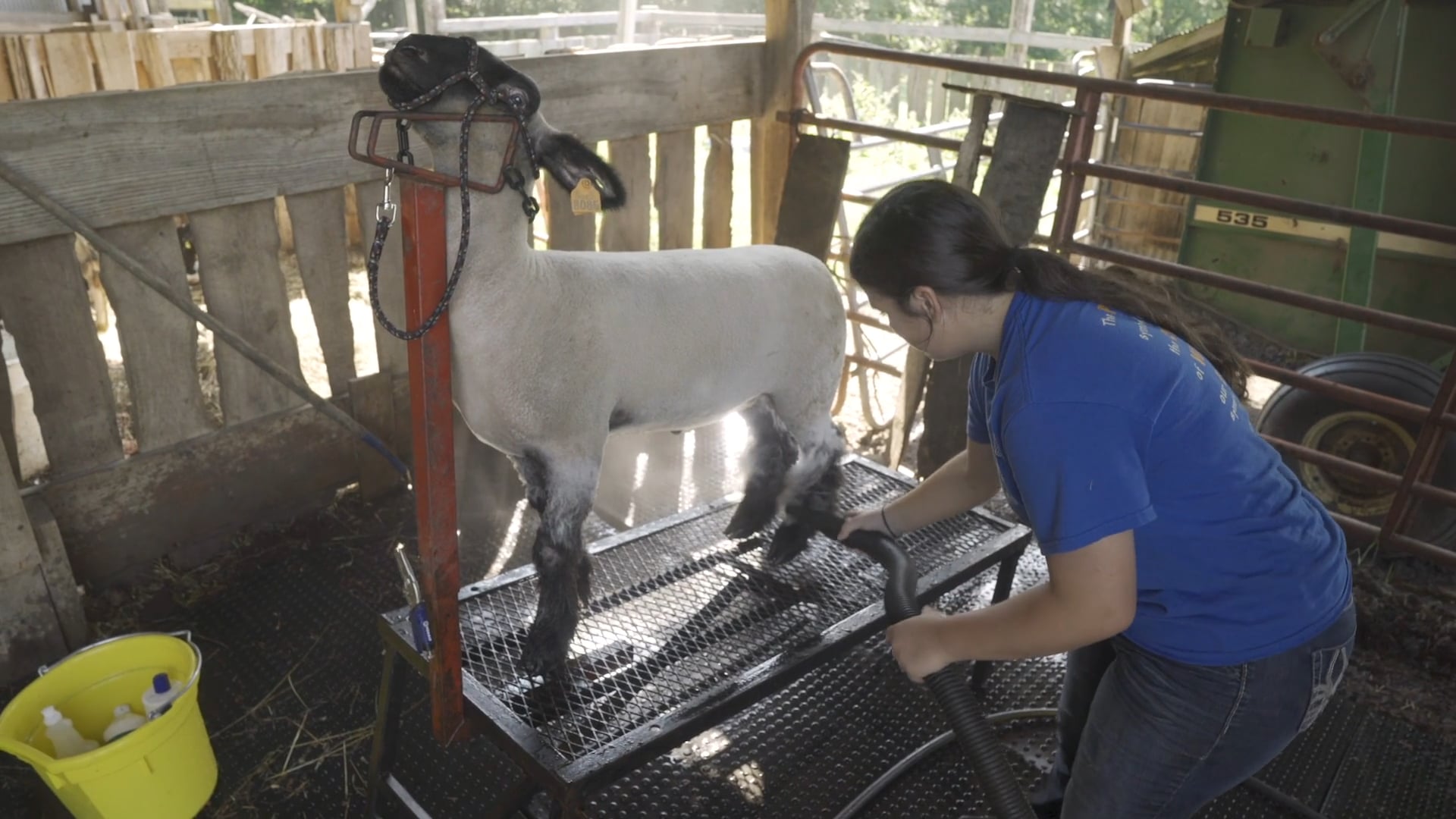 Lamb | SAE