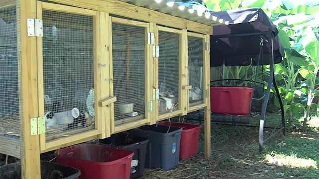 Breeding Rabbits in Urban Setting SAE