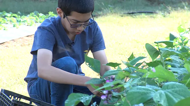 Urban Farming SAE