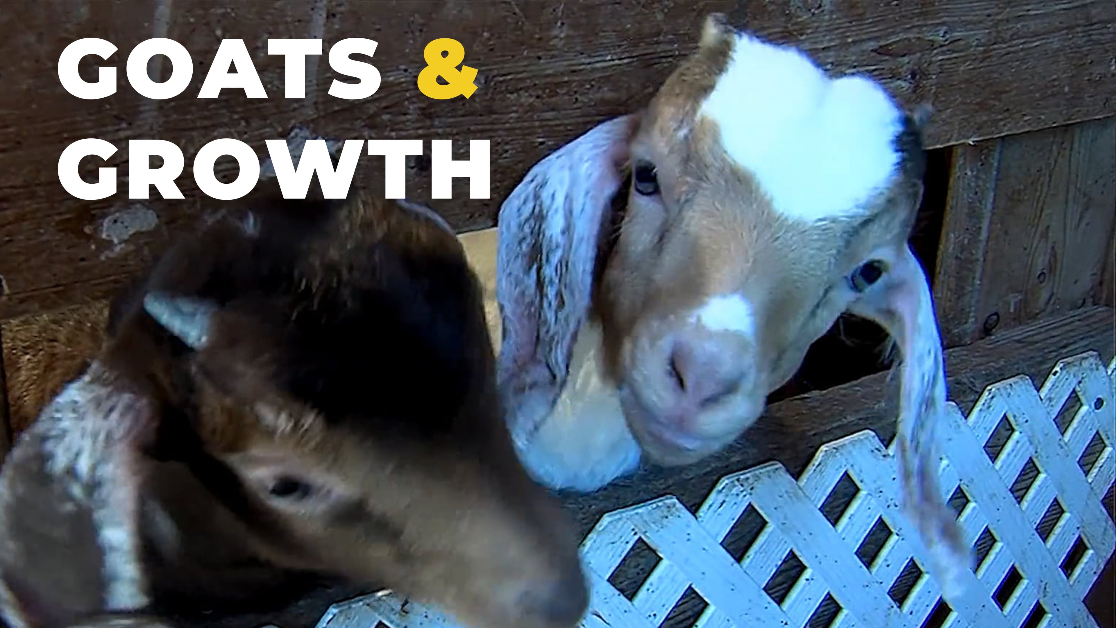 Building Responsibility Through Goat Breeding | SAE