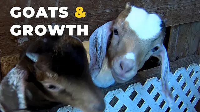 Building Responsibility Through Goat ...