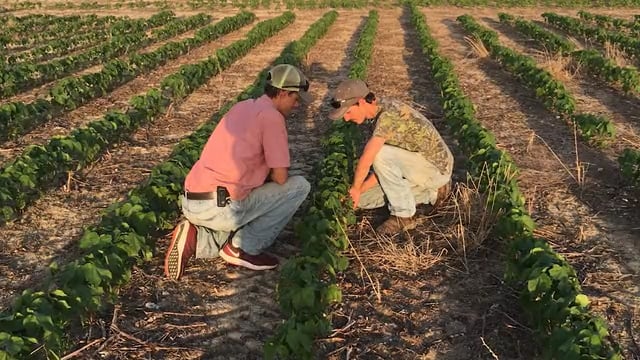 Oil and Fiber Crop Production SAE