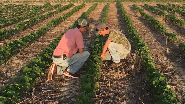 Oil and Fiber Crop Production SAE