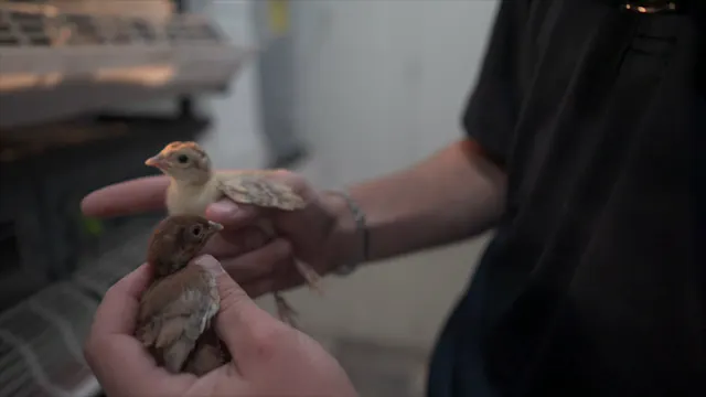 Game Bird Production SAE