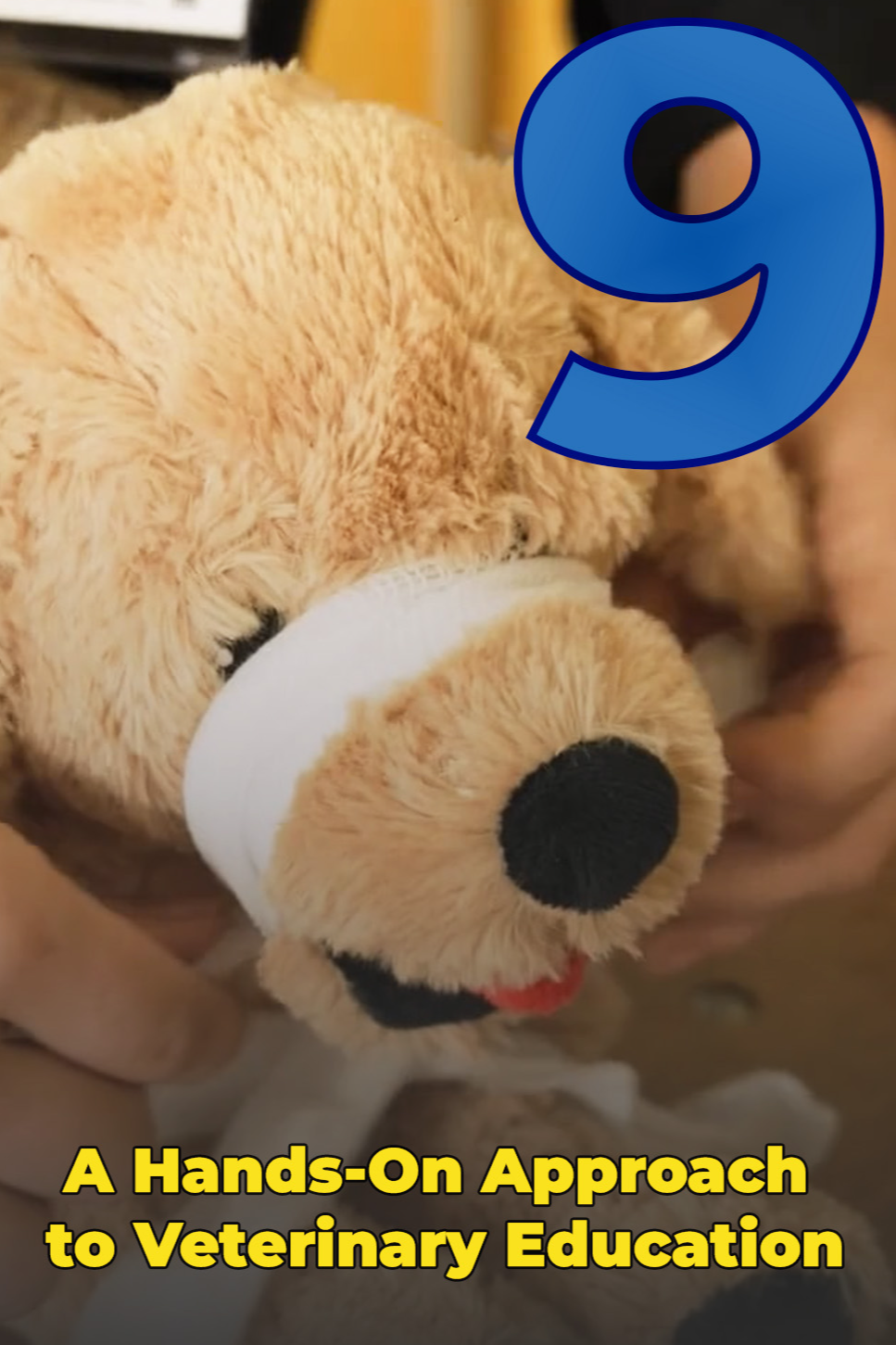 A Hands-On Approach to Veterinary Education