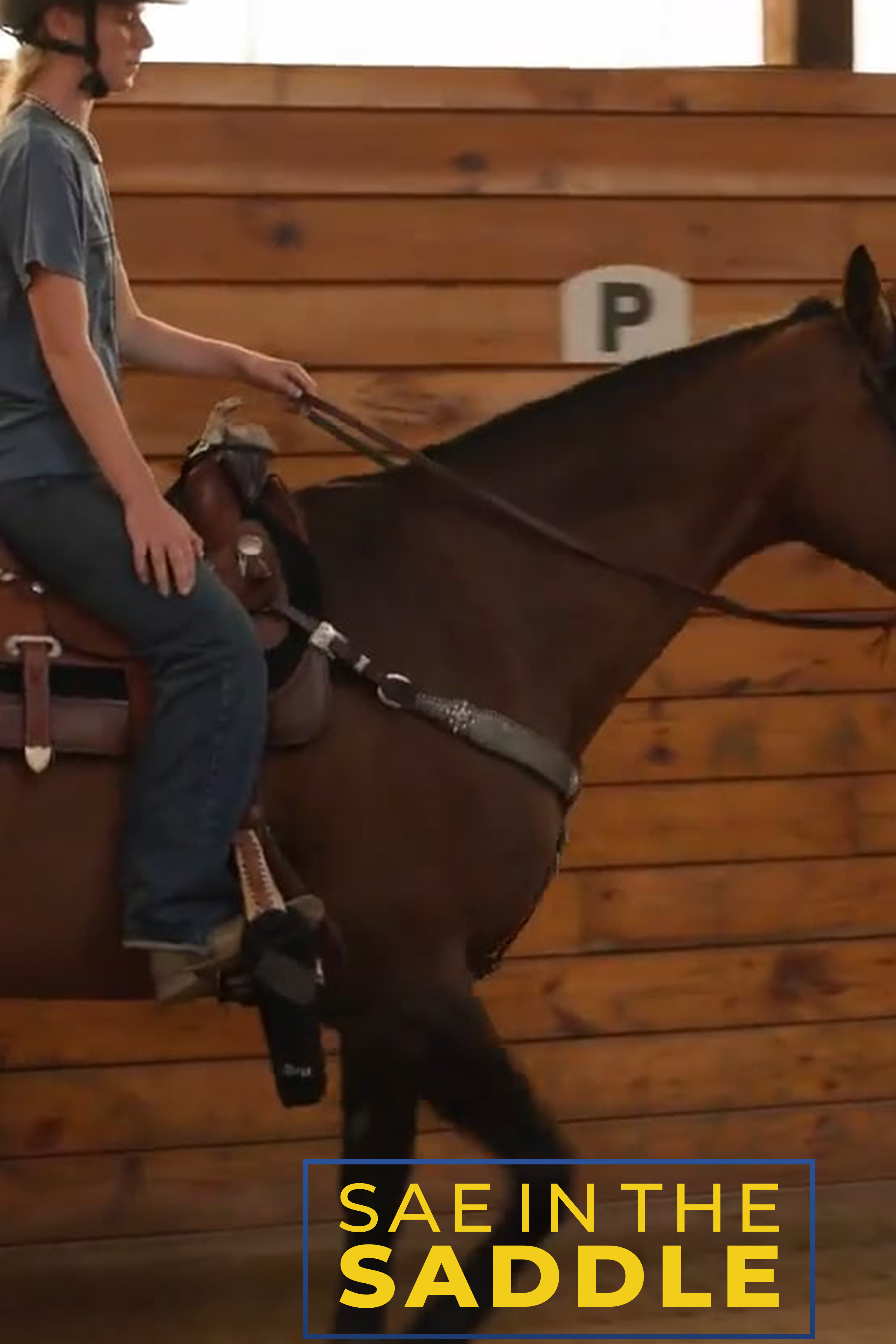 Equine Showing | SAE