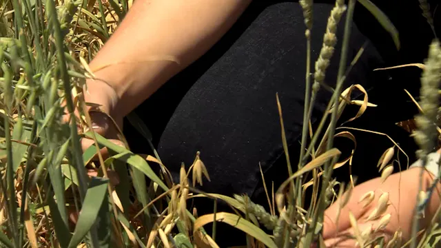 Organic Oat Hay SAE
