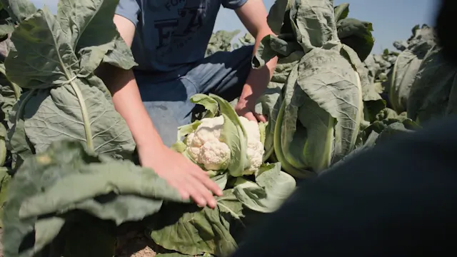 Broccoli Production | SAE