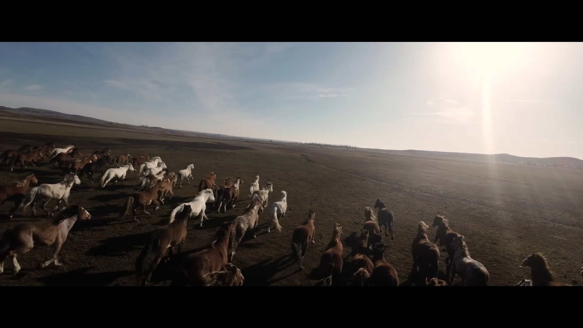 Help for Wild Horses