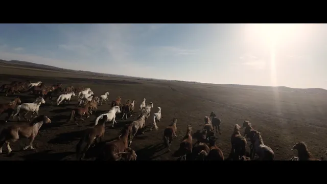 Help for Wild Horses