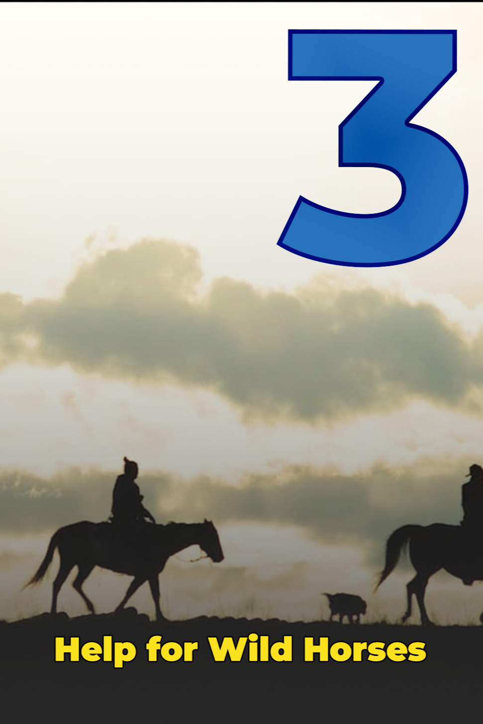 Help for Wild Horses