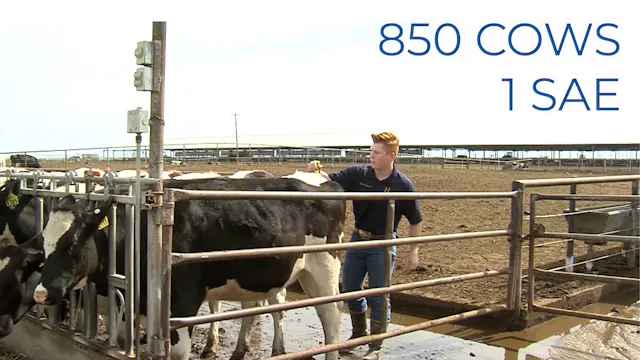 Growing the Family Dairy Farm | SAE