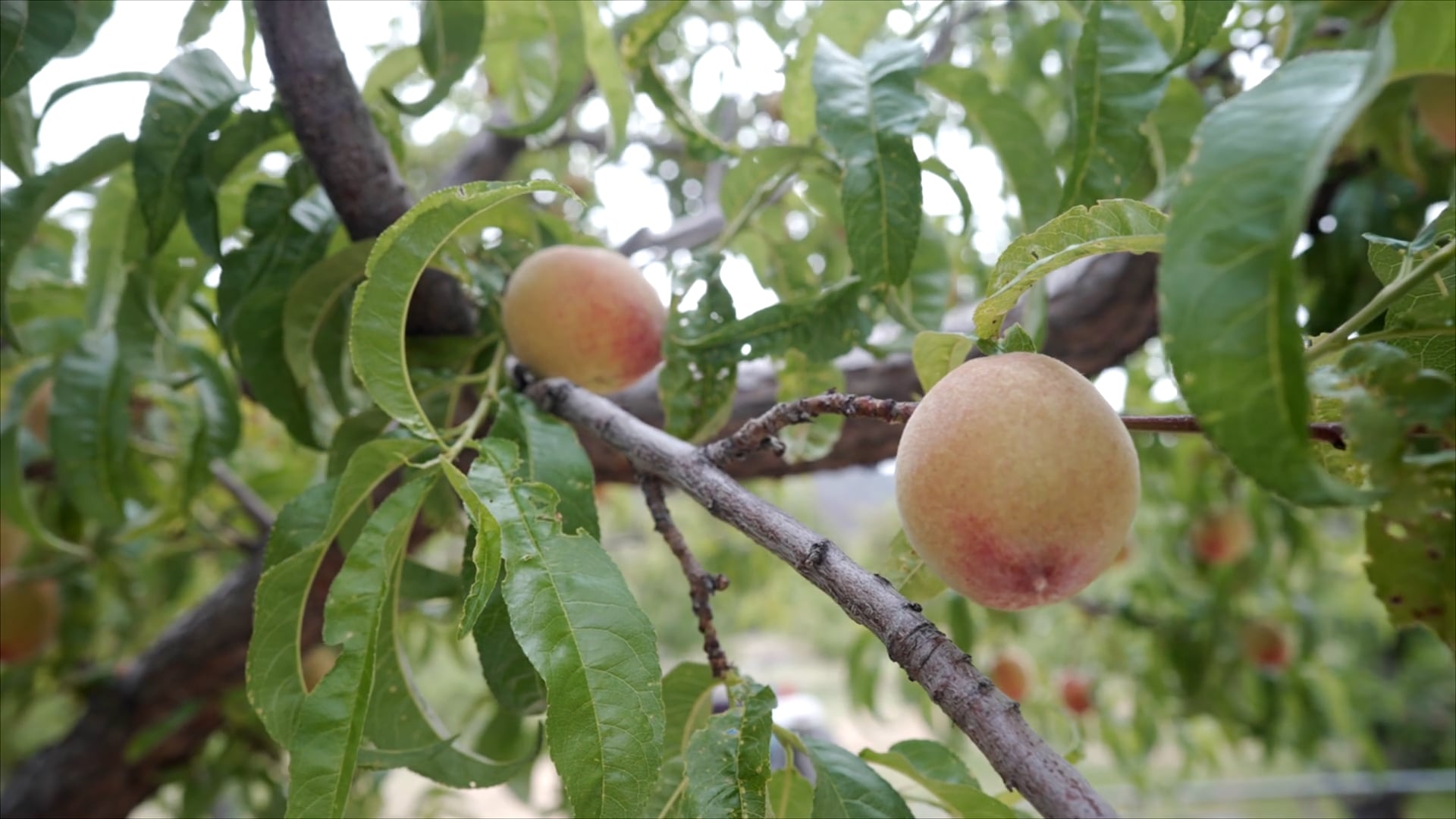 A Decade in the Orchard | SAE