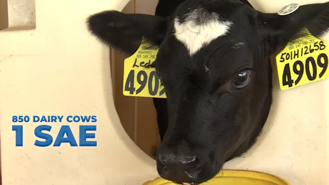 Growing the Family Dairy Farm | SAE