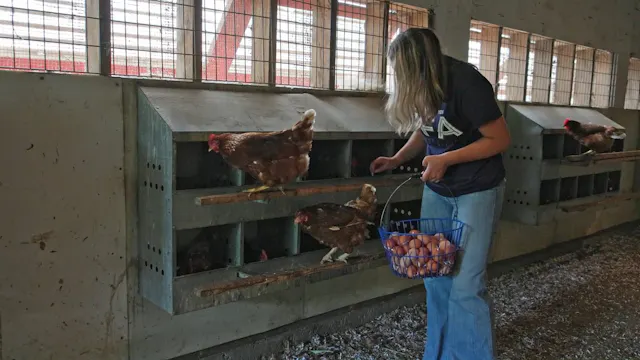 Diversified Livestock | SAE