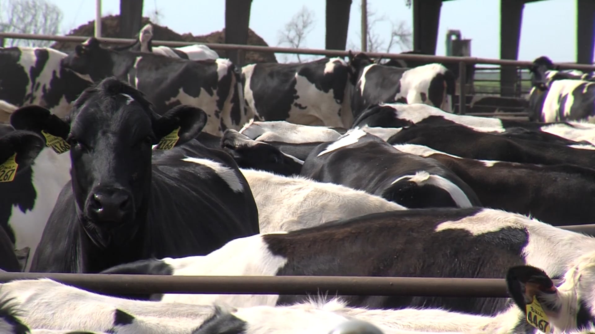 Dairy Farm SAE