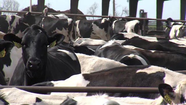 Dairy Farm SAE