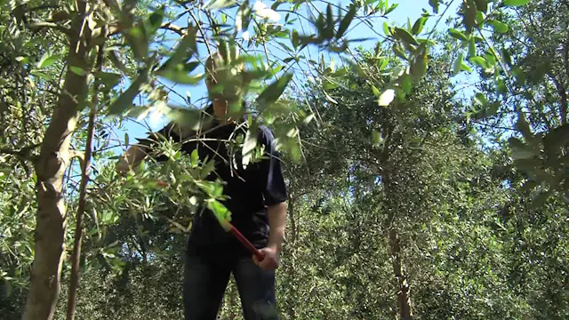 Olive Oil SAE