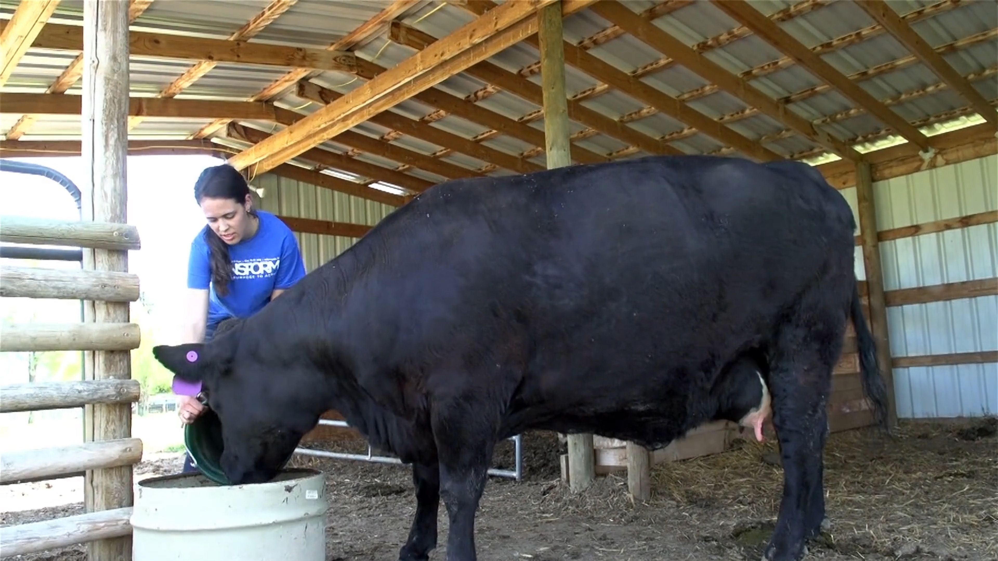 Animal Systems SAEs