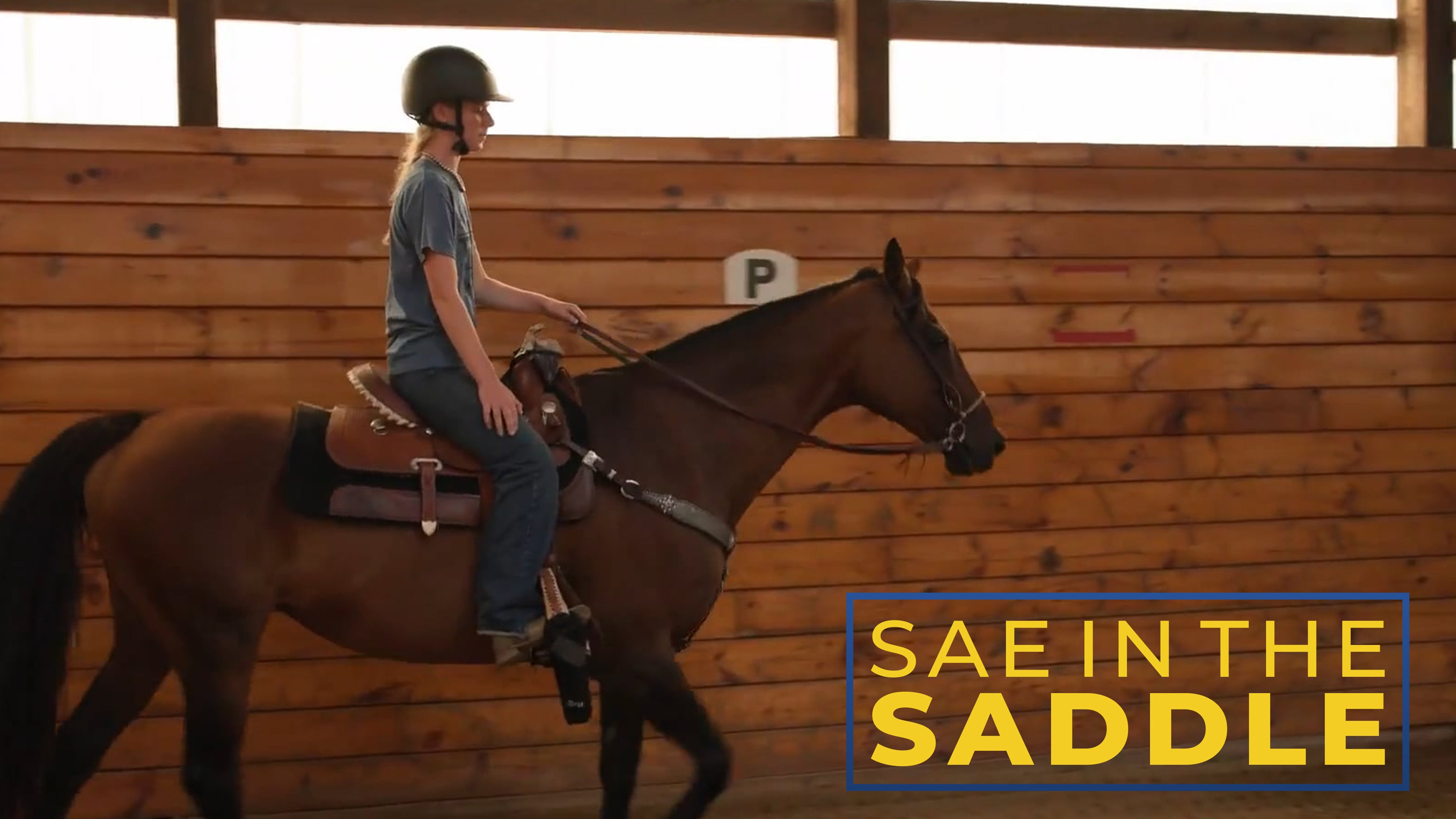 Equine Showing | SAE