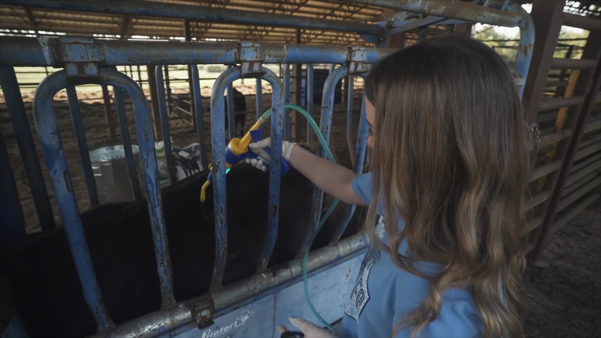 Beef Entrepreneurship SAE