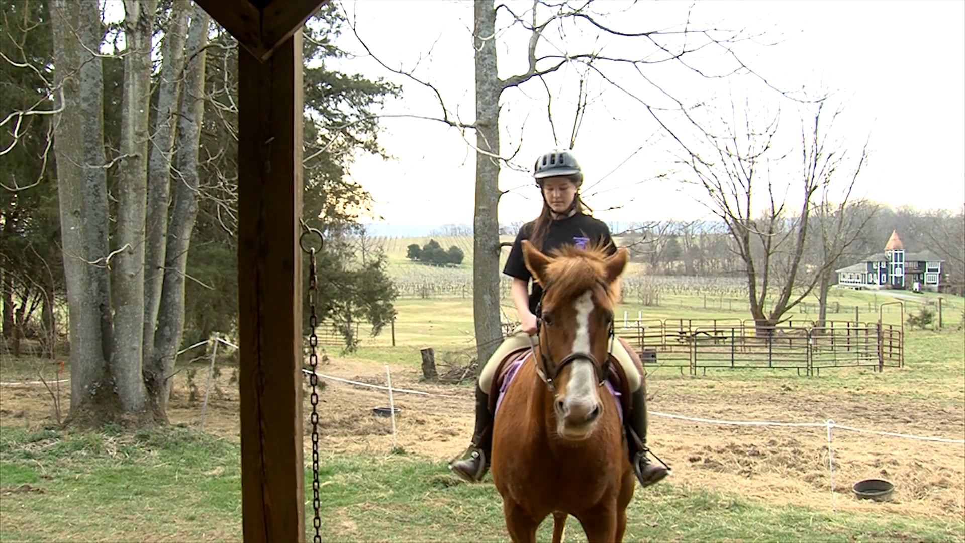 Horse Showing | SAE
