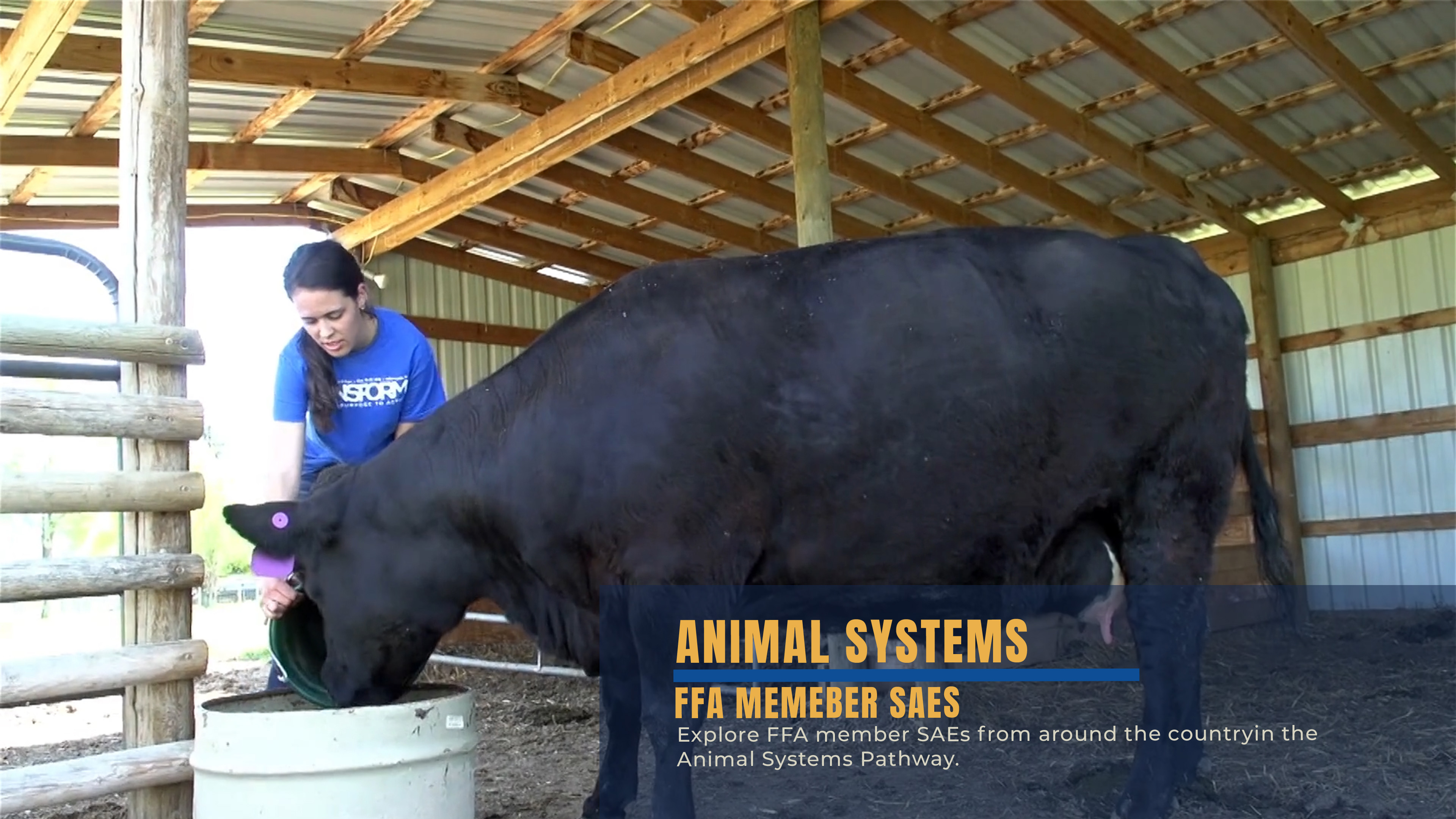 Animal Systems SAEs
