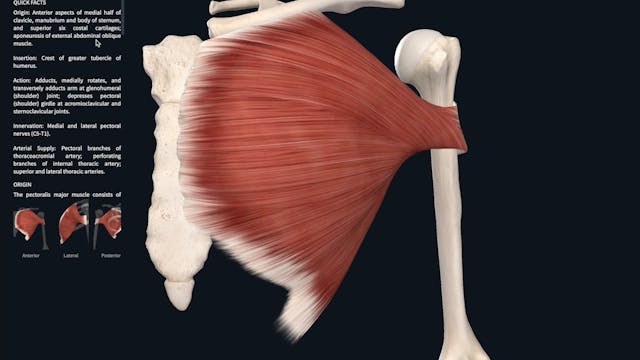 ANATOMY PART 4C: MUSCLE FUNCTION BASED ON RANGE OF MOTION - THE SHOULDER