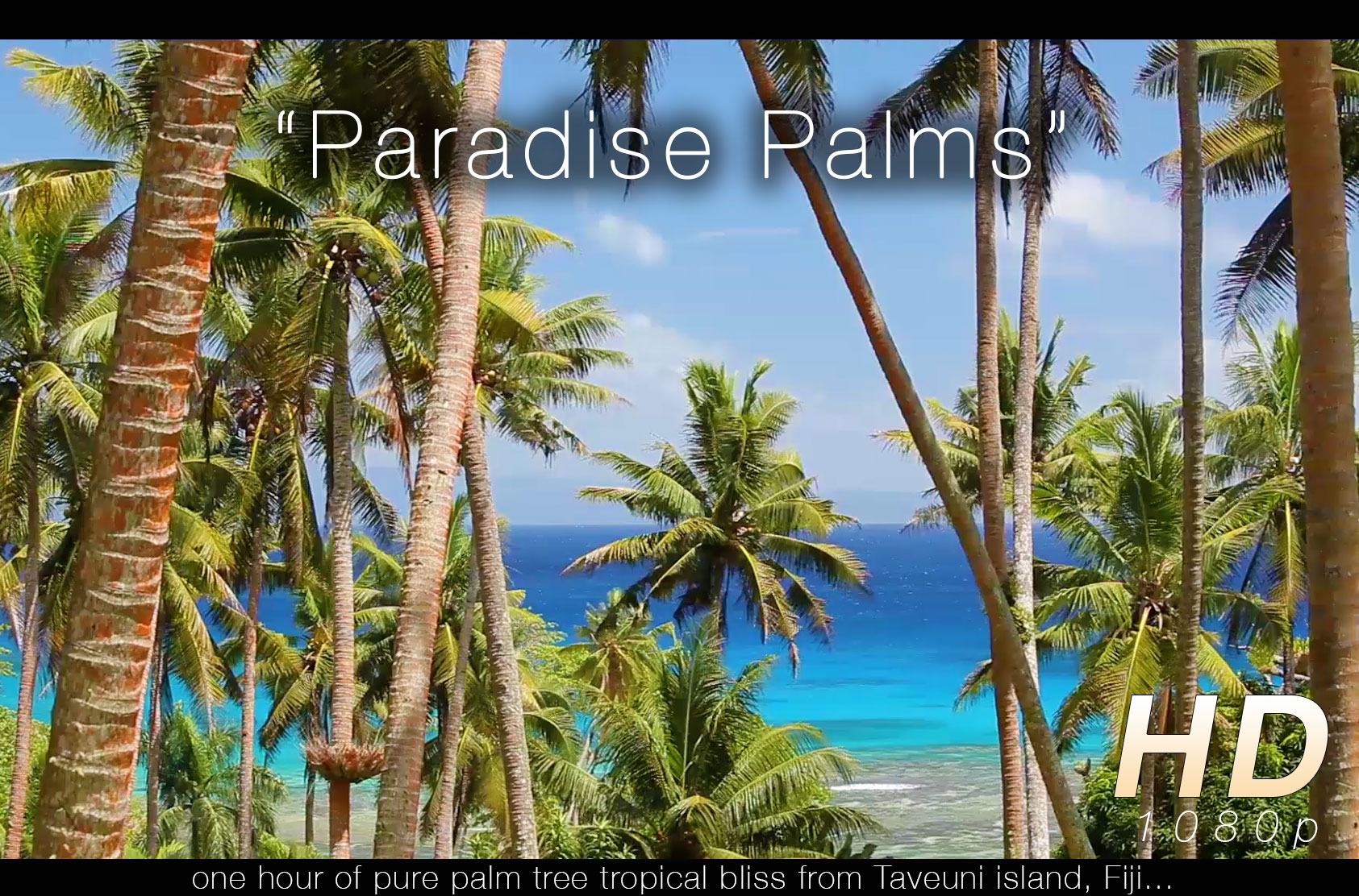 Paradise Palms 1 HR Static Nature Video