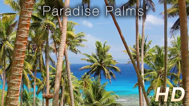 Paradise Palms 1 HR Static Nature Video
