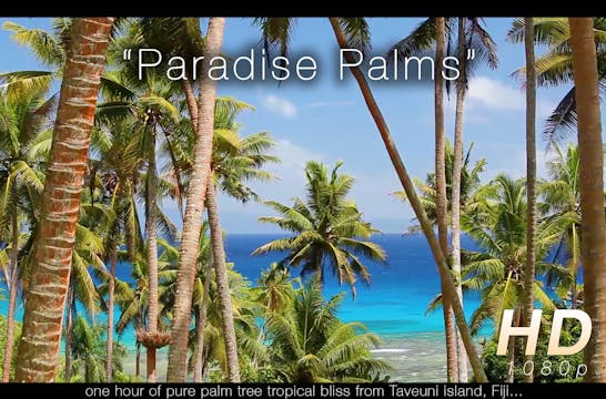 Paradise Palms 1 HR Static Nature Video