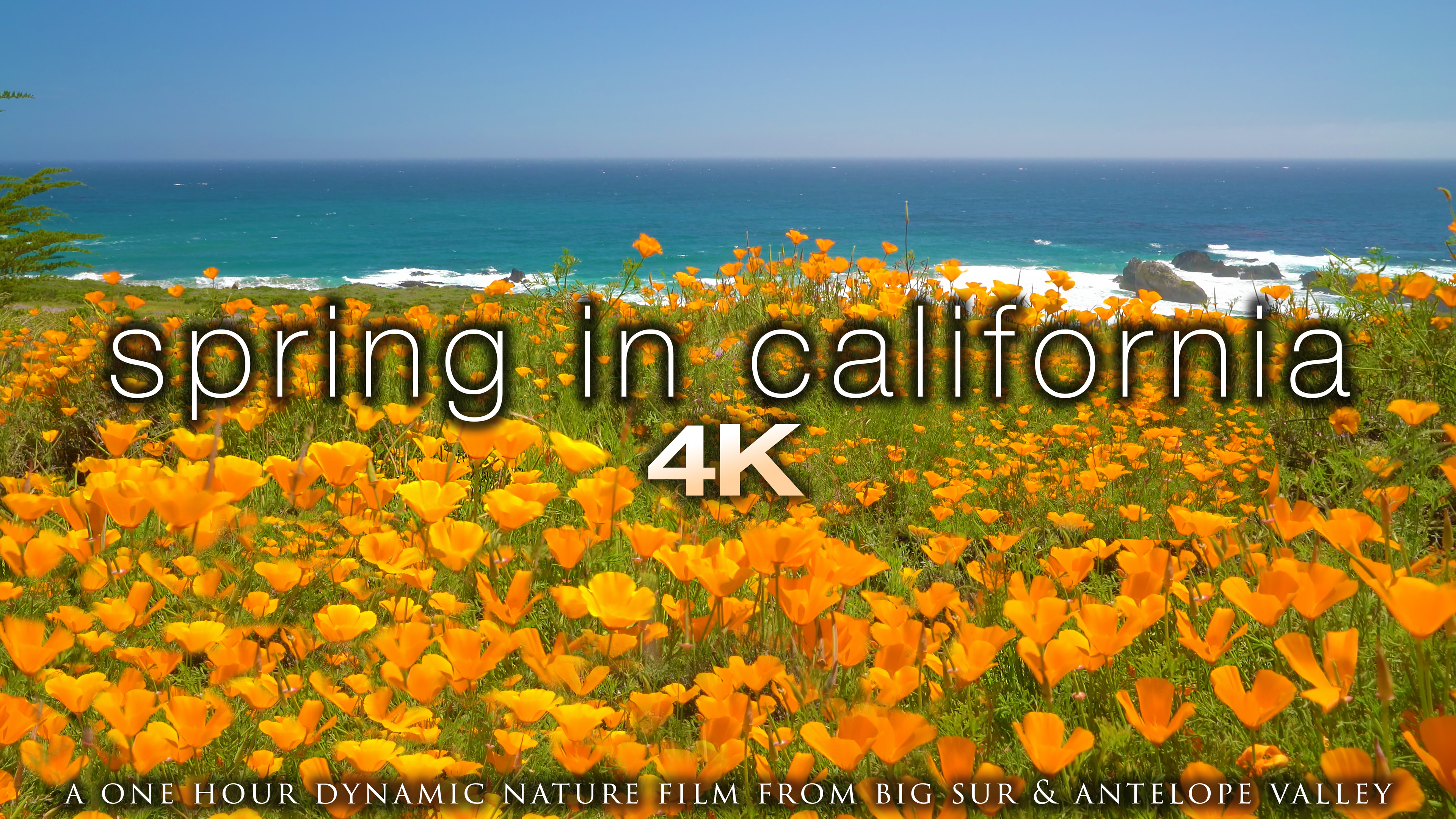 Spring in California 1 Hour Dynamic Nature Film - Big Sur & Antelope Valley 4K