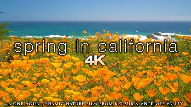 Spring in California 1 Hour Dynamic Nature Film - Big Sur & Antelope Valley 4K