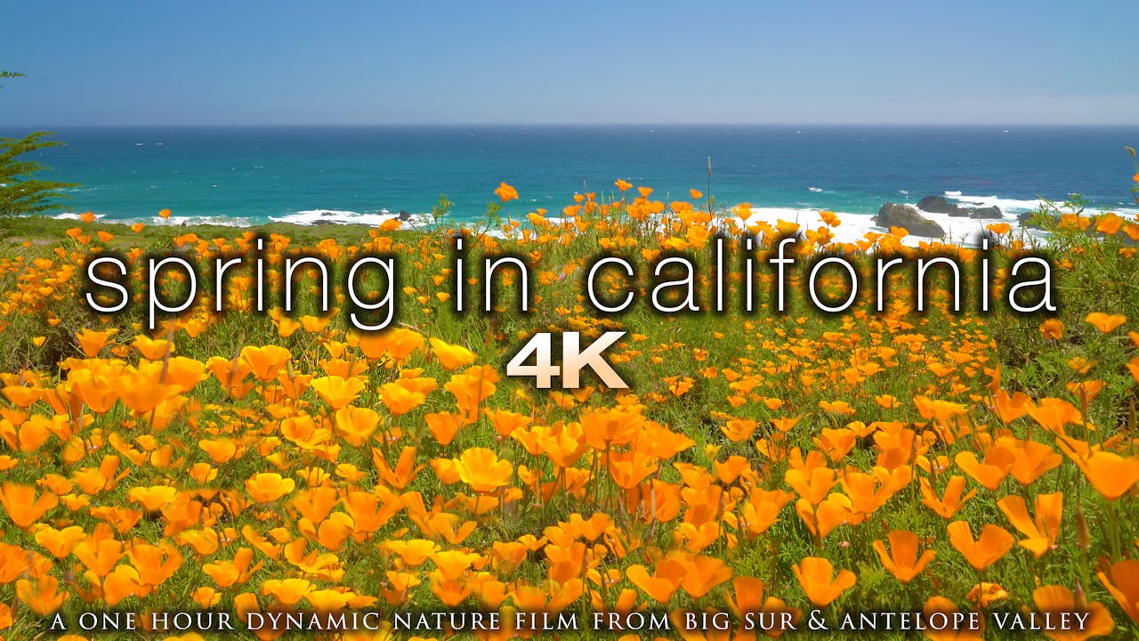 Spring in California 1 Hour Dynamic Nature Film Big Sur & Antelope