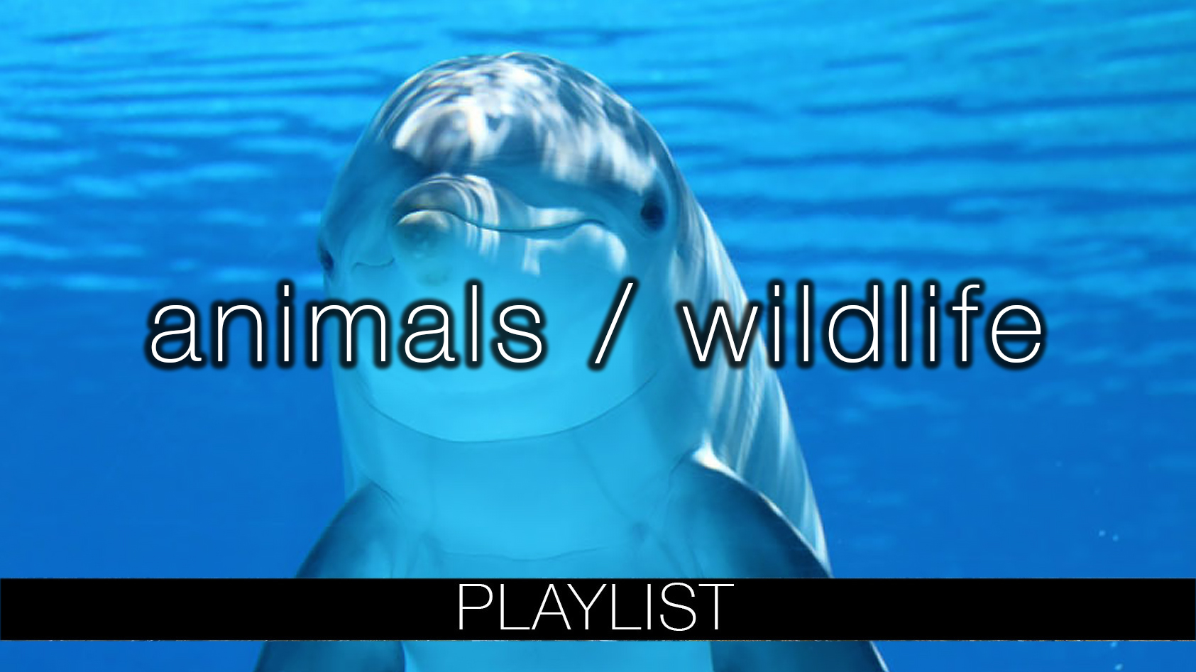 ANIMAL & WILDLIFE FILMS