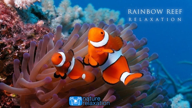Rainbow Reef Relaxation +Music 3HR Dynamic Film