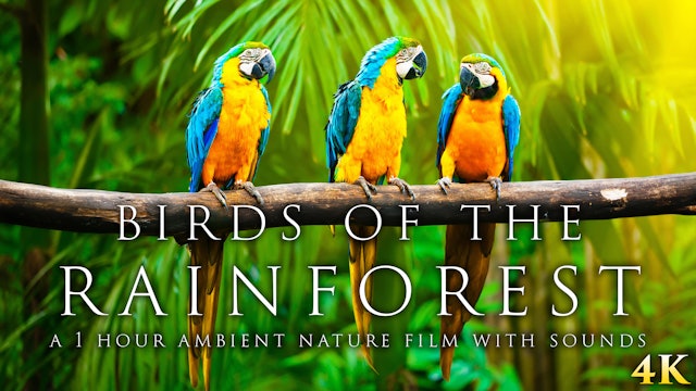 Birds of the Rainforest 4K 1 Hour Dynamic Wildlife Film (Just Nature Sounds)