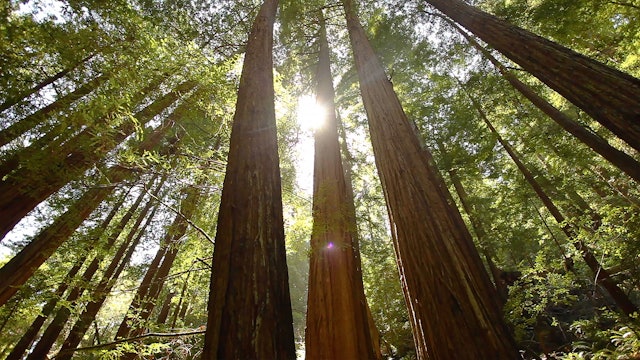 9 Hours of Redwood Forest Rejuvenation (Remastered) with Just Nature Sounds