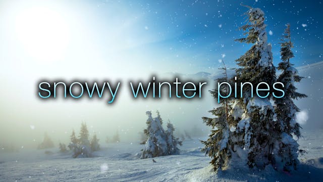 Snowy Winter Pines - 1HR, 4K