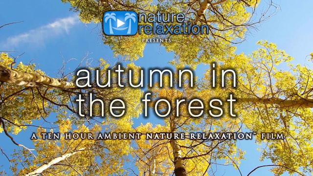 10HRs of Autumn in the Forest - Nature Sounds Only
