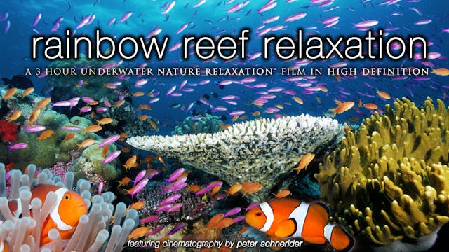Rainbow Reef Relaxation (No Music) 3H...