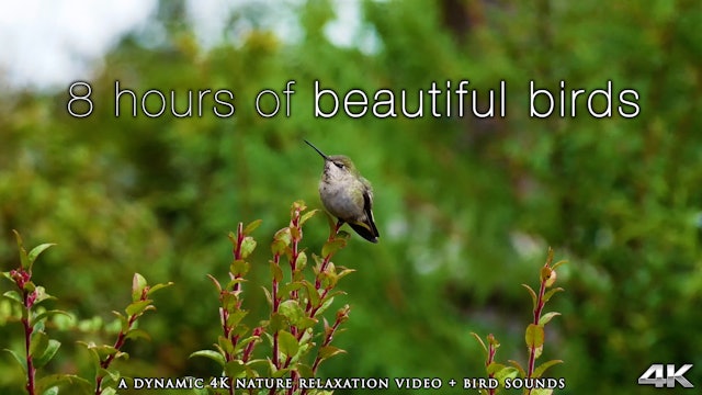 8 Hours of Beautiful Birds (No Music) Dynamic Nature Video